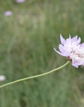 Fotografia 6 da espécie Succisa pinnatifida no Jardim Botânico UTAD