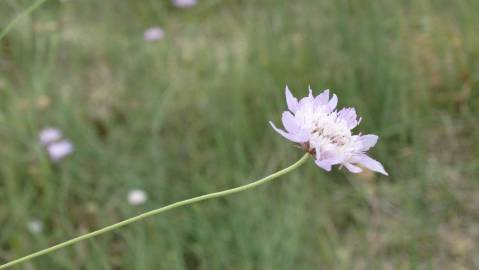 Fotografia da espécie Succisa pinnatifida