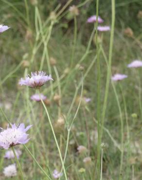 Fotografia 7 da espécie Succisa pinnatifida no Jardim Botânico UTAD