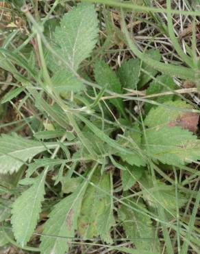 Fotografia 8 da espécie Succisa pinnatifida no Jardim Botânico UTAD