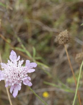 Fotografia 10 da espécie Succisa pinnatifida no Jardim Botânico UTAD