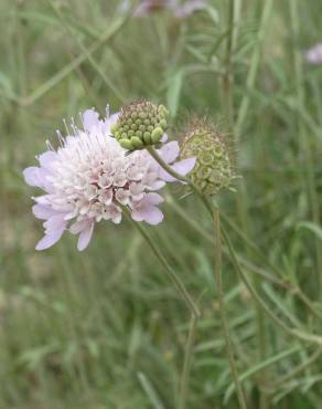 Fotografia 11 da espécie Succisa pinnatifida no Jardim Botânico UTAD