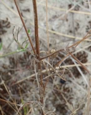 Fotografia 12 da espécie Succisa pinnatifida no Jardim Botânico UTAD