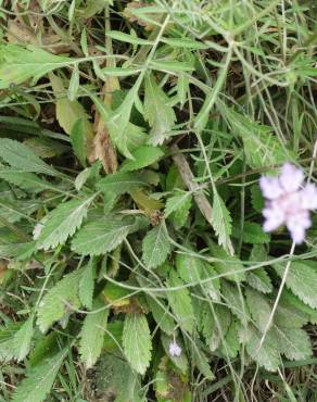 Fotografia 13 da espécie Succisa pinnatifida no Jardim Botânico UTAD