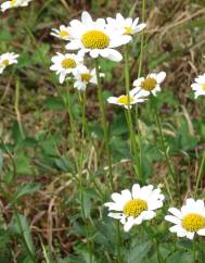 Leucanthemum pseudosylvaticum