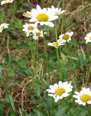 Fotografia 1 da espécie Leucanthemum pseudosylvaticum no Jardim Botânico UTAD