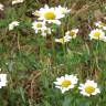 Fotografia 1 da espécie Leucanthemum pseudosylvaticum do Jardim Botânico UTAD