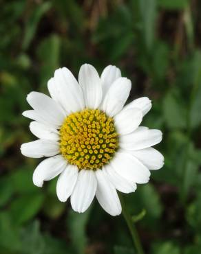 Fotografia 3 da espécie Leucanthemum pseudosylvaticum no Jardim Botânico UTAD