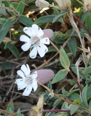 Fotografia 10 da espécie Silene uniflora subesp. uniflora no Jardim Botânico UTAD