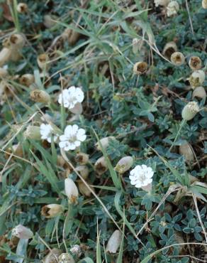 Fotografia 11 da espécie Silene uniflora subesp. uniflora no Jardim Botânico UTAD