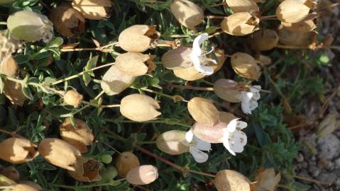 Fotografia da espécie Silene uniflora subesp. uniflora
