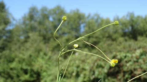 Fotografia da espécie Ranunculus flammula