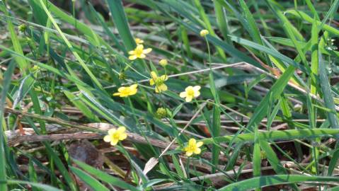 Fotografia da espécie Ranunculus flammula