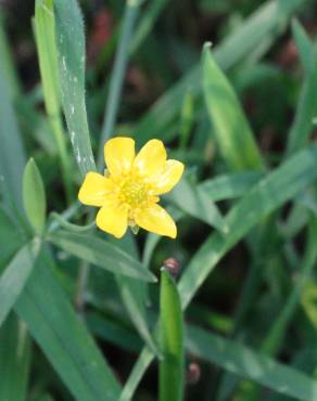 Fotografia 13 da espécie Ranunculus flammula no Jardim Botânico UTAD