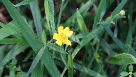 Fotografia da espécie Ranunculus flammula