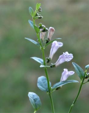 Fotografia 1 da espécie Scutellaria minor no Jardim Botânico UTAD