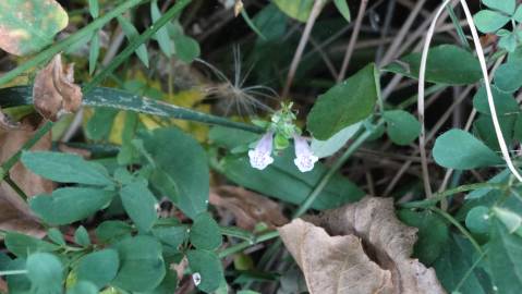 Fotografia da espécie Scutellaria minor