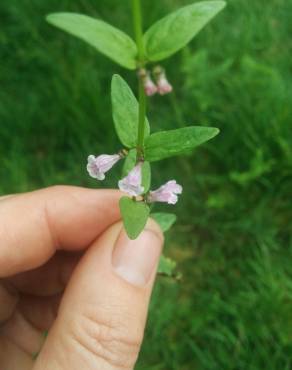 Fotografia 5 da espécie Scutellaria minor no Jardim Botânico UTAD