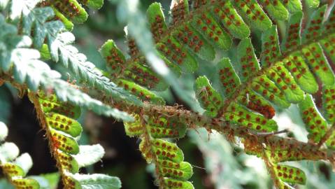 Fotografia da espécie Dryopteris affinis subesp. borreri var. borreri