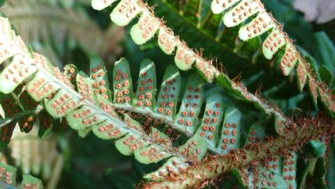 Fotografia da espécie Dryopteris affinis subesp. borreri var. borreri