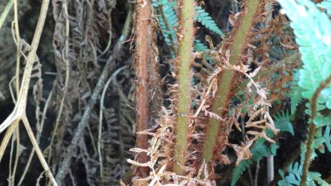 Fotografia da espécie Dryopteris affinis subesp. borreri var. borreri