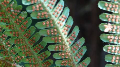 Fotografia da espécie Dryopteris affinis subesp. borreri var. borreri