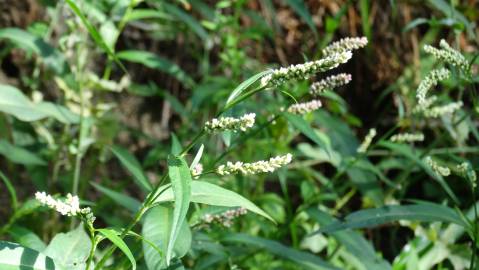 Fotografia da espécie Polygonum lapathifolium