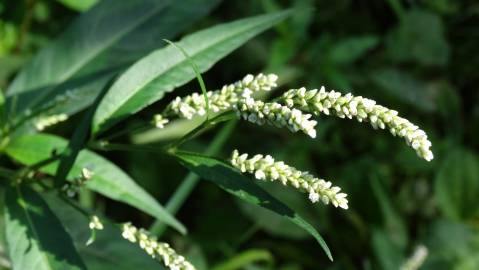 Fotografia da espécie Polygonum lapathifolium