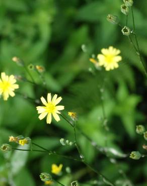 Fotografia 8 da espécie Crepis lampsanoides no Jardim Botânico UTAD