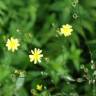 Fotografia 8 da espécie Crepis lampsanoides do Jardim Botânico UTAD