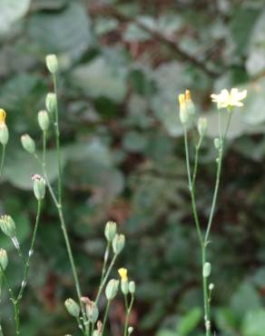 Fotografia 9 da espécie Crepis lampsanoides no Jardim Botânico UTAD