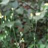 Fotografia 9 da espécie Crepis lampsanoides do Jardim Botânico UTAD