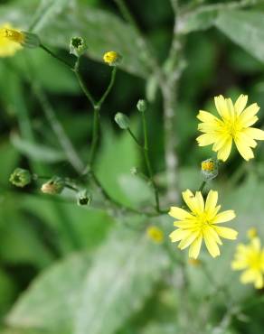 Fotografia 10 da espécie Crepis lampsanoides no Jardim Botânico UTAD