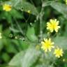 Fotografia 10 da espécie Crepis lampsanoides do Jardim Botânico UTAD