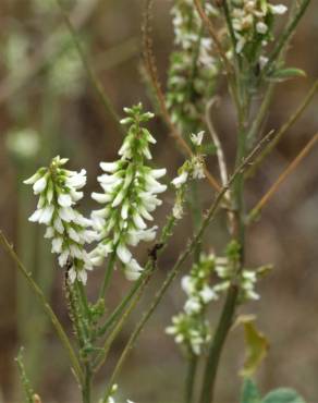 Fotografia 16 da espécie Melilotus albus no Jardim Botânico UTAD