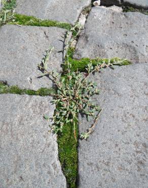 Fotografia 7 da espécie Polygonum aviculare no Jardim Botânico UTAD