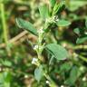 Fotografia 8 da espécie Polygonum aviculare do Jardim Botânico UTAD