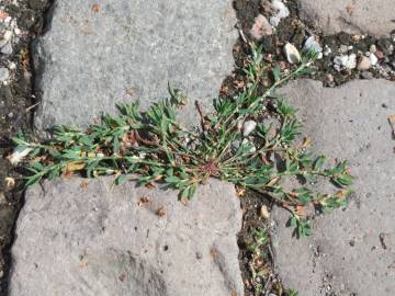 Fotografia da espécie Polygonum aviculare