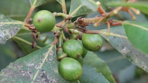 Fotografia da espécie Laurus nobilis