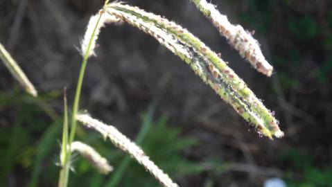 Fotografia da espécie Paspalum dilatatum