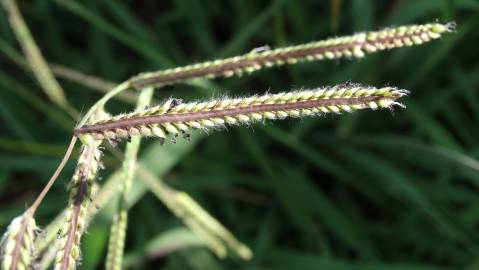 Fotografia da espécie Paspalum dilatatum