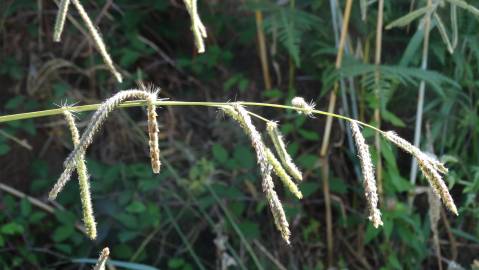 Fotografia da espécie Paspalum dilatatum