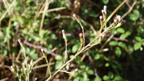 Fotografia da espécie Aster squamatus