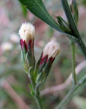 Fotografia 12 da espécie Aster squamatus no Jardim Botânico UTAD