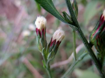 Fotografia da espécie Aster squamatus