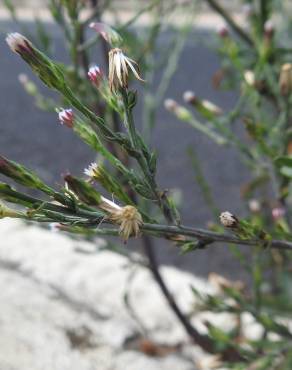 Fotografia 13 da espécie Aster squamatus no Jardim Botânico UTAD