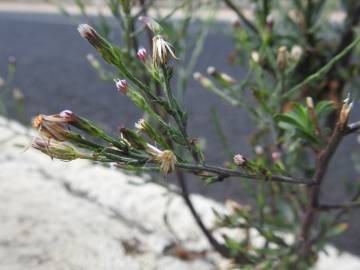 Fotografia da espécie Aster squamatus