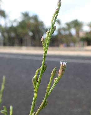 Fotografia 14 da espécie Aster squamatus no Jardim Botânico UTAD