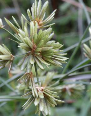 Fotografia 14 da espécie Cyperus eragrostis no Jardim Botânico UTAD