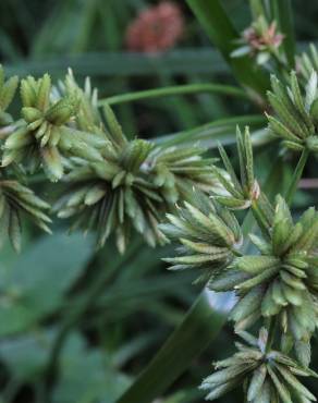 Fotografia 15 da espécie Cyperus eragrostis no Jardim Botânico UTAD